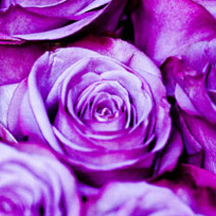 一站式解决方案的网站攻击源码